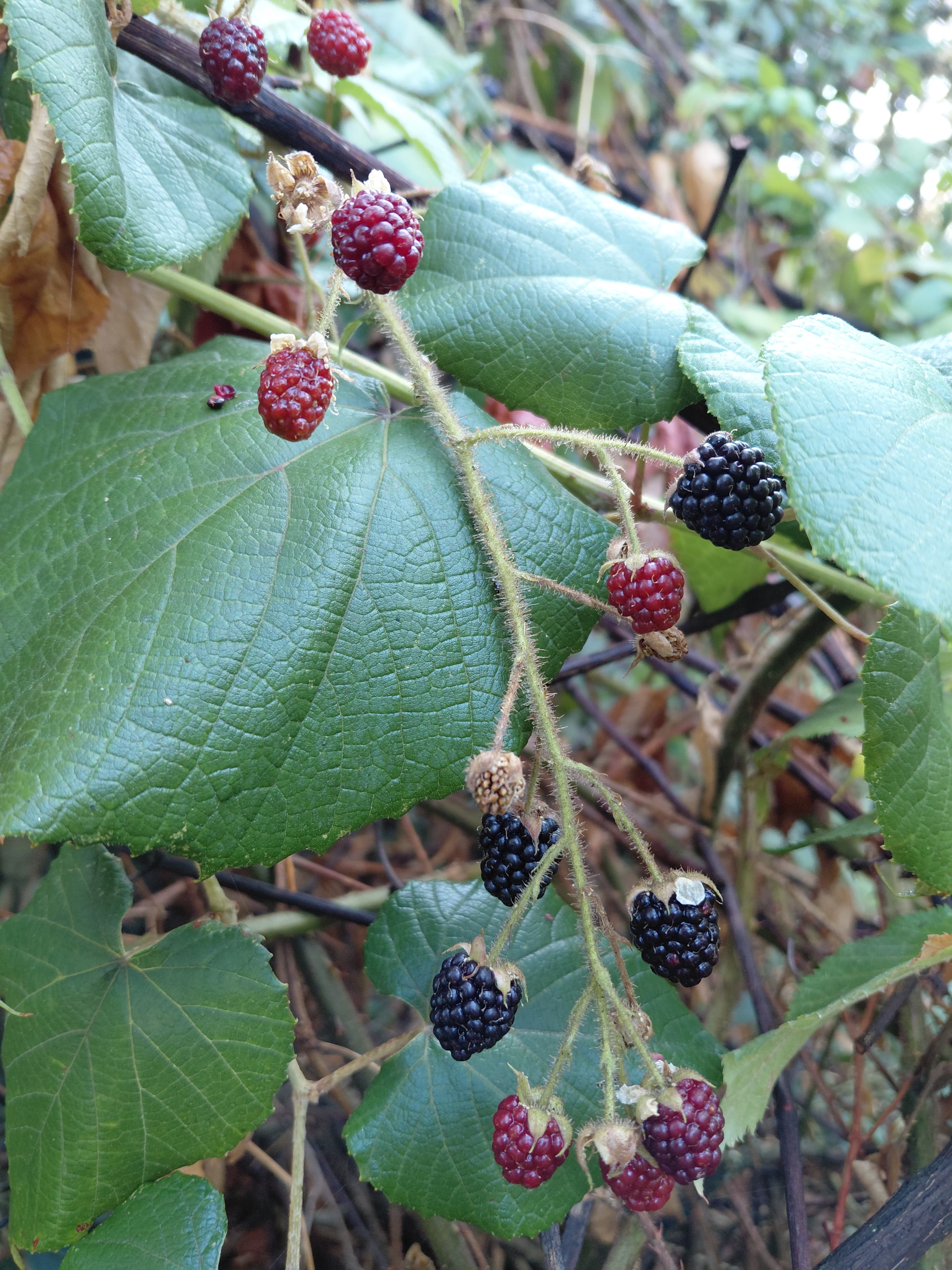 Bosque comestible 2