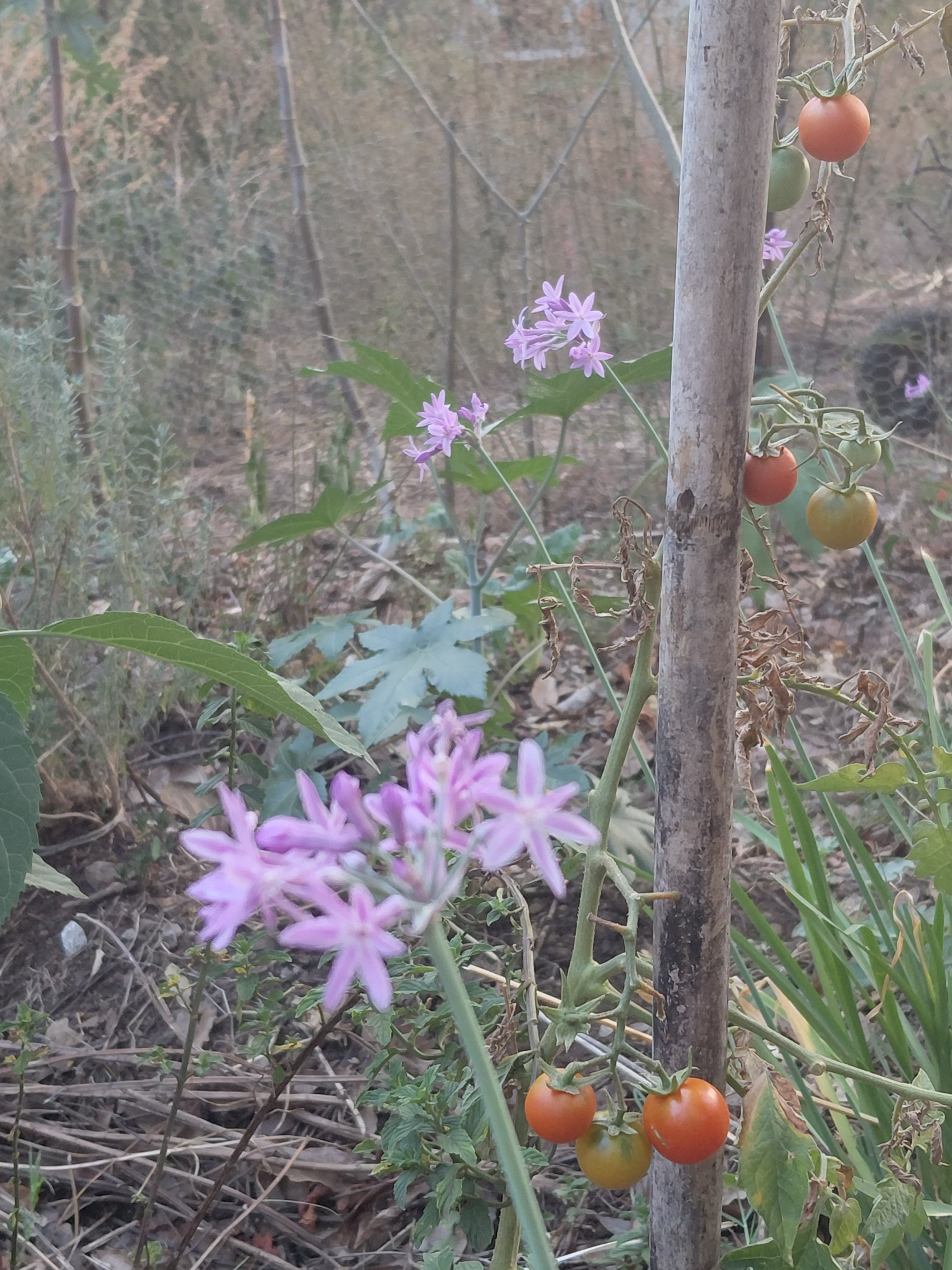 Bosque comestible 1