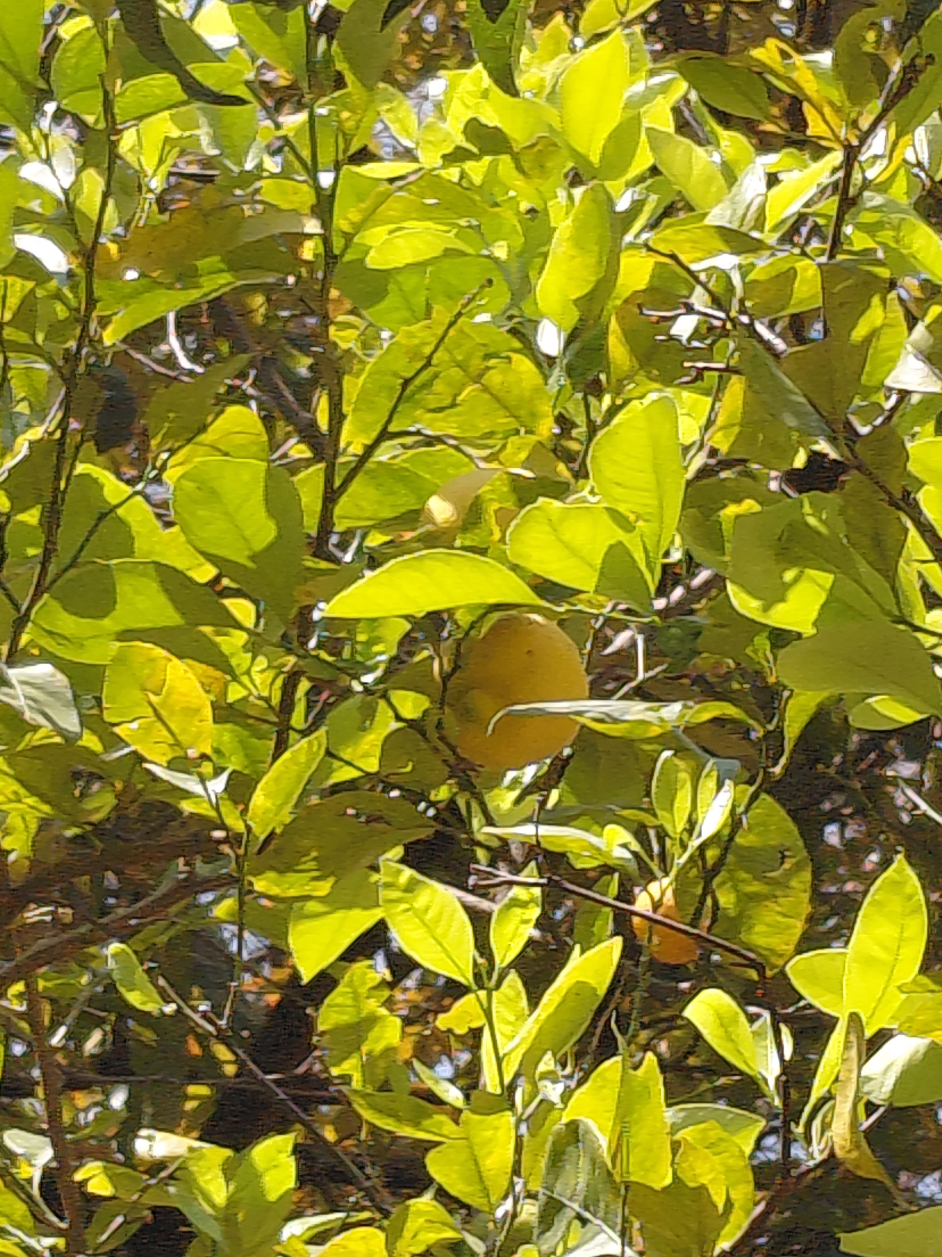 Bosque comestible 5