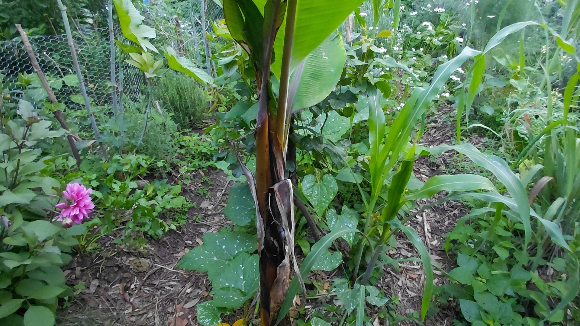 Vista amplia del bosque comestible de CASANA