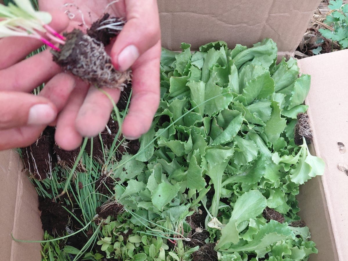 Plántulas en el vivero de CASANA